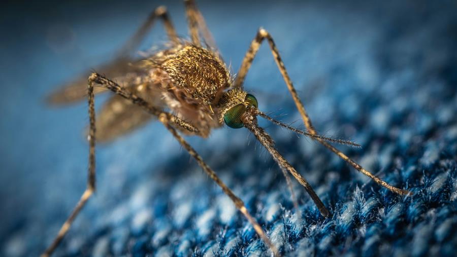 Virus du Nil occidental: appel à la vigilance à Malines après la détection du virus