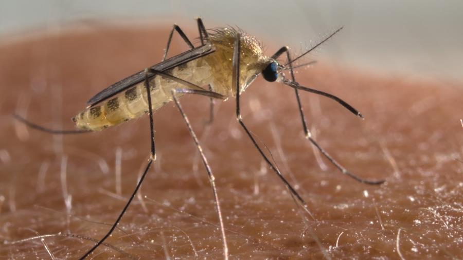 Virus du Nil occidental : de nouveaux cas signalés en Flandre et à Bruxelles