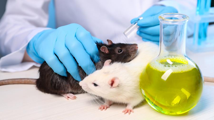 Le NIH investit pour réduire le recours à l'expérimentation animale