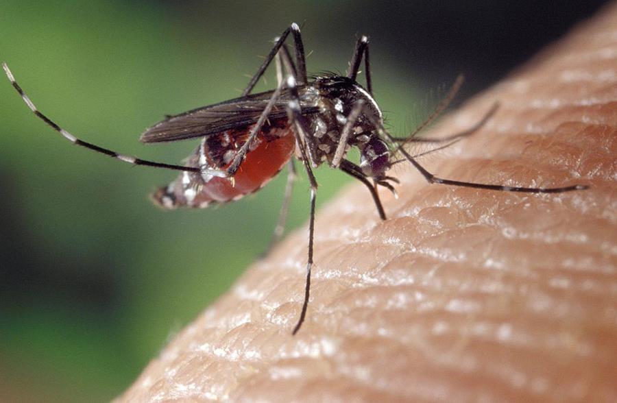 Vier medewerkers luchthaven Frankfurt besmet met malaria