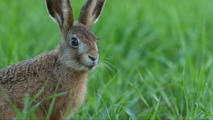 La tularémie repointe le bout de son nez
