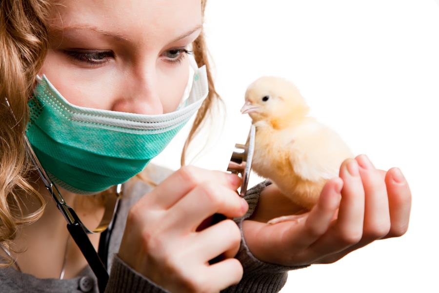 VS melden geval van H5N5-vogelgriep bij mens