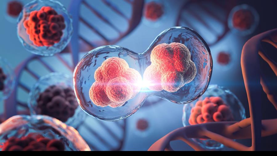Celgeometrie stuurt hersenontwikkeling