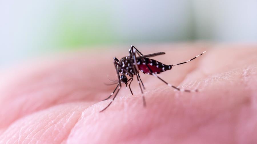 WHO waarschuwt voor stijgend aantal gevallen van westnijlvirus in Europa